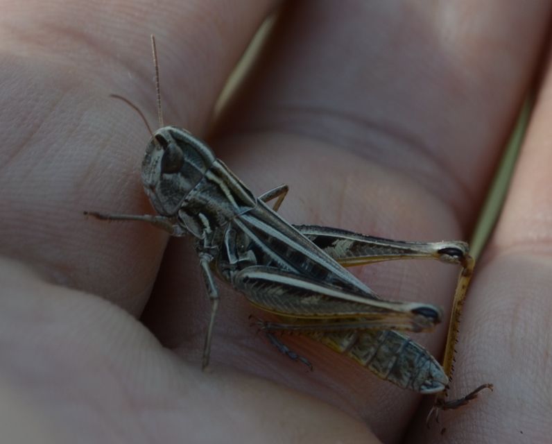 Stenobothrus nigromaculatus - sztyeppréti sáska