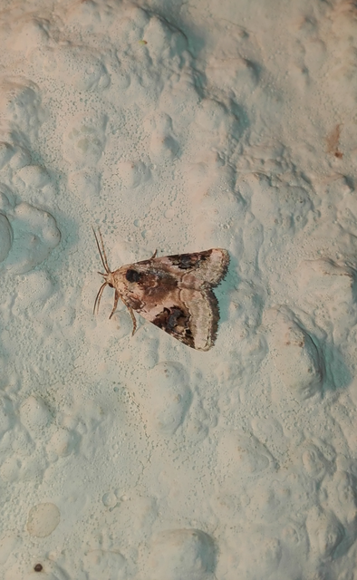 Pseudeustrotia candidula - fehéres apróbagoly