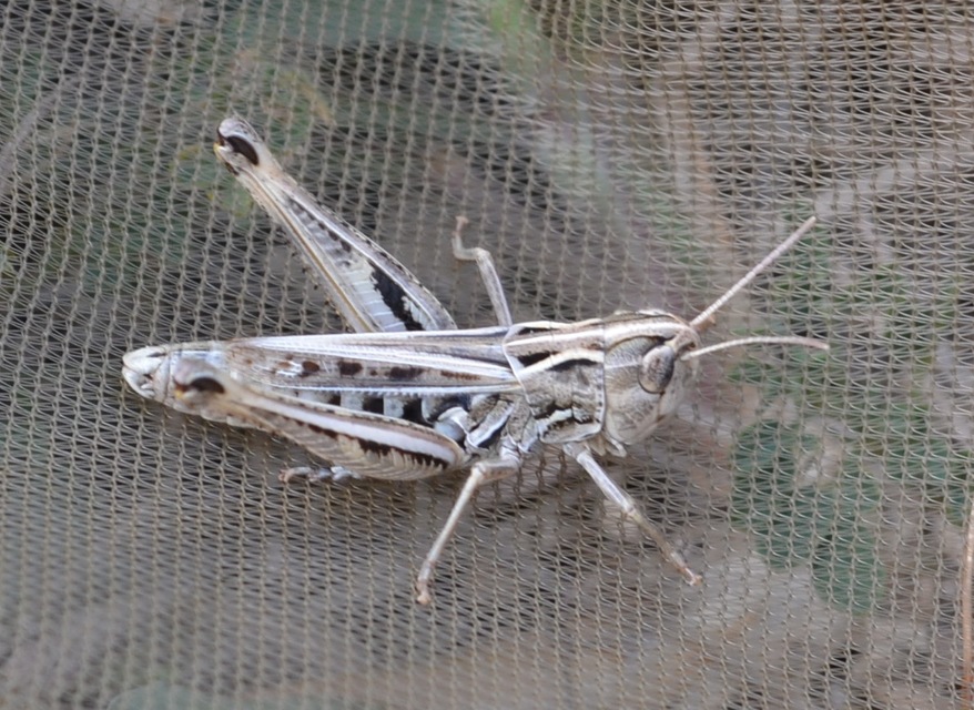 Stenobothrus nigromaculatus - sztyeppréti sáska