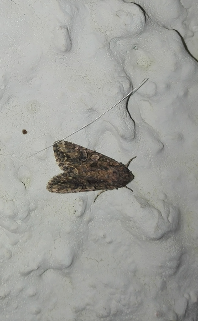Hadula trifolii - lóherebagoly