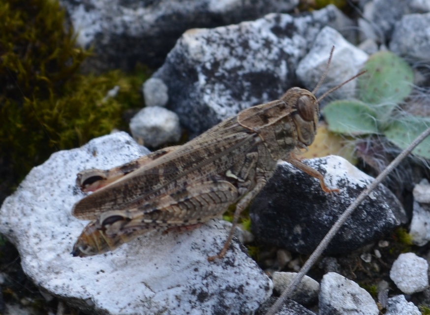 Calliptamus italicus - olaszsáska