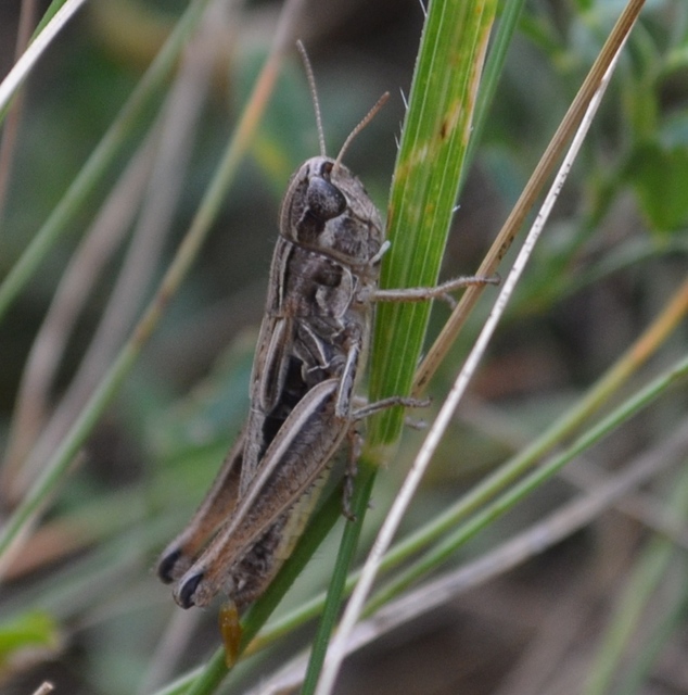 Stenobothrus crassipes - rövidszárnyú sztyepprétisáska