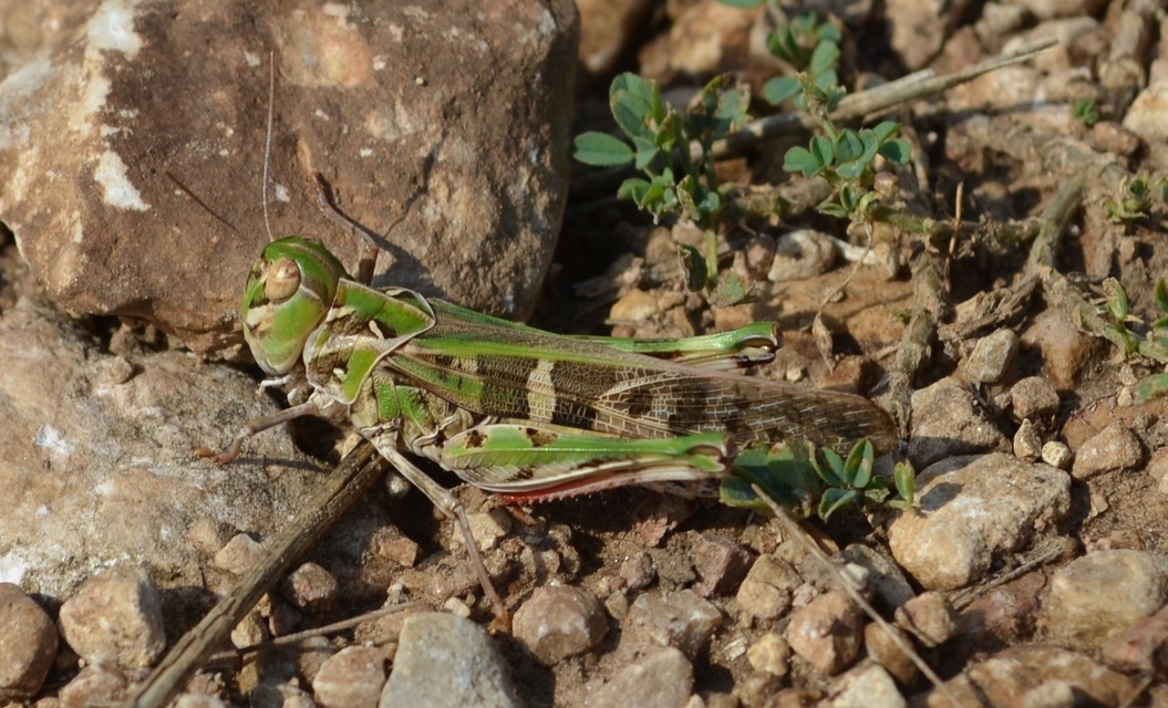 Oedaleus decorus - szalagos sáska