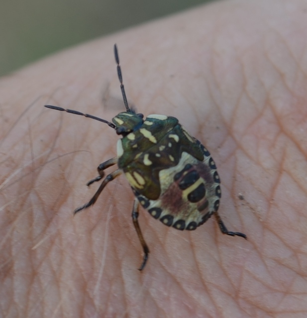 Carpocoris Carpocoris