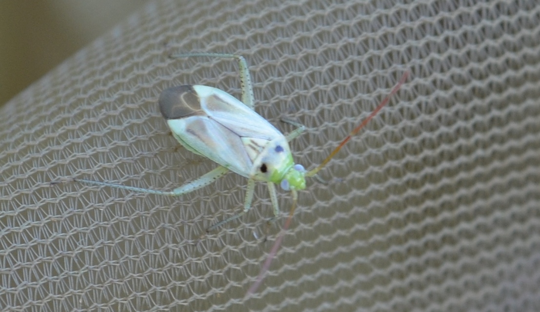 Adelphocoris lineolatus - lucernapoloska
