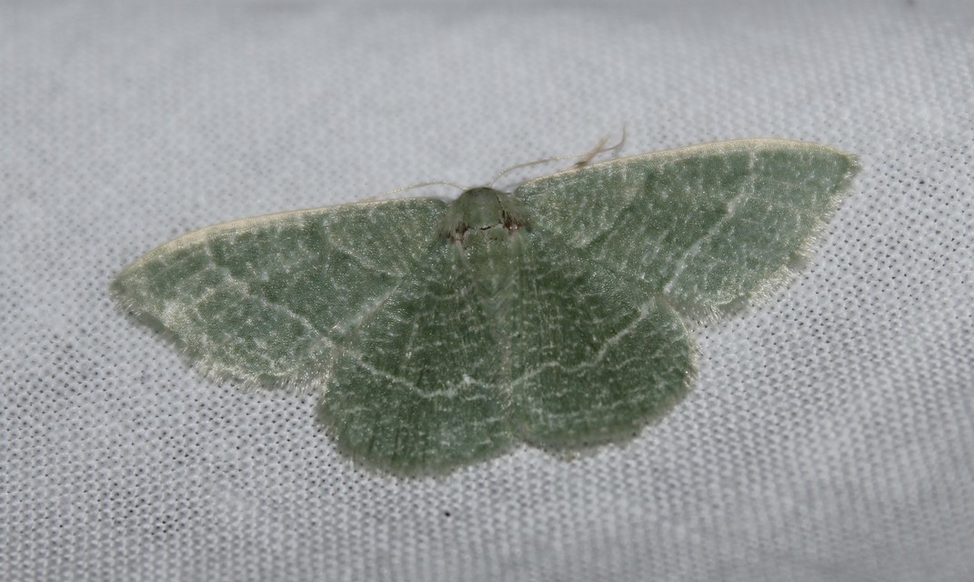 Phaiogramma etruscaria - fehérpettyes zöldaraszoló