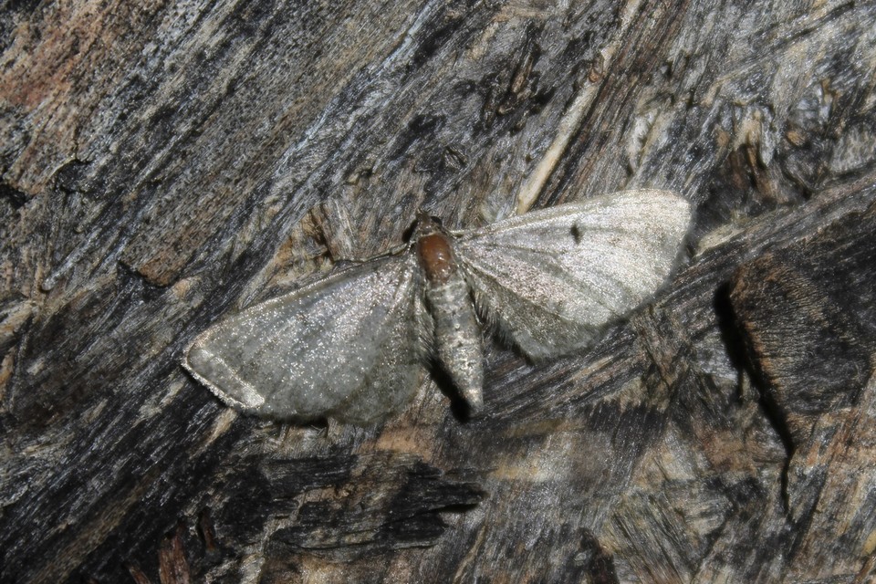 Eupithecia selinata - lápi törpearaszoló