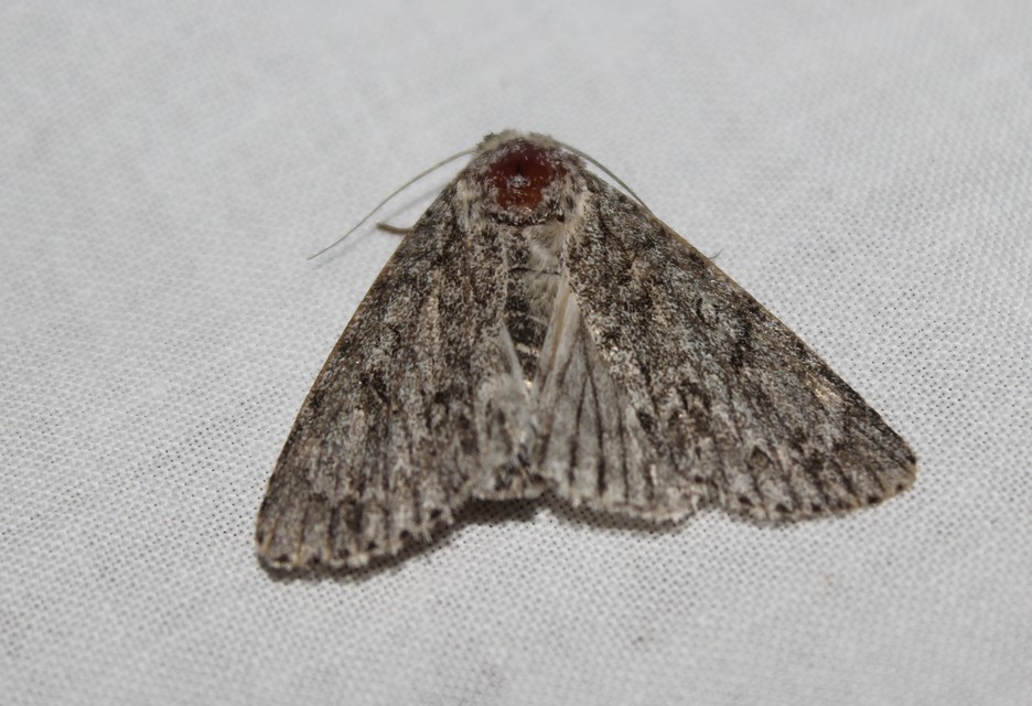 Acronicta aceris - vadgesztenye-szigonyosbagoly