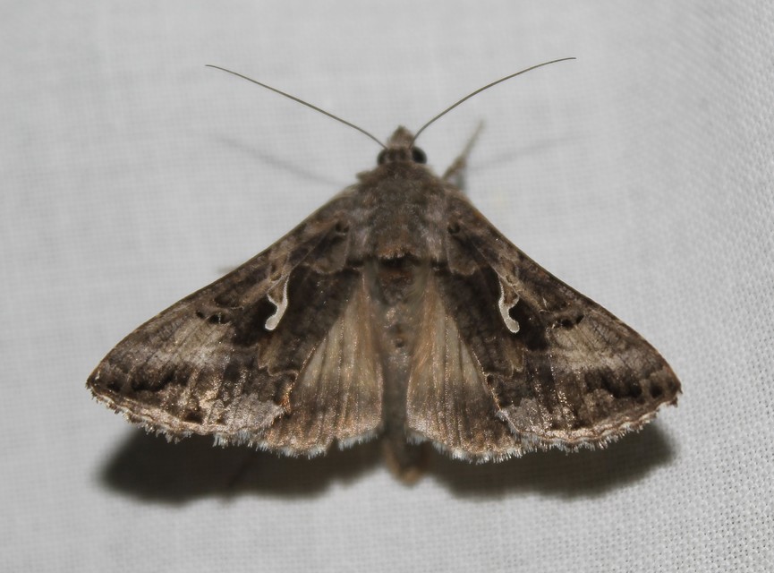 Autographa gamma - gammalepke