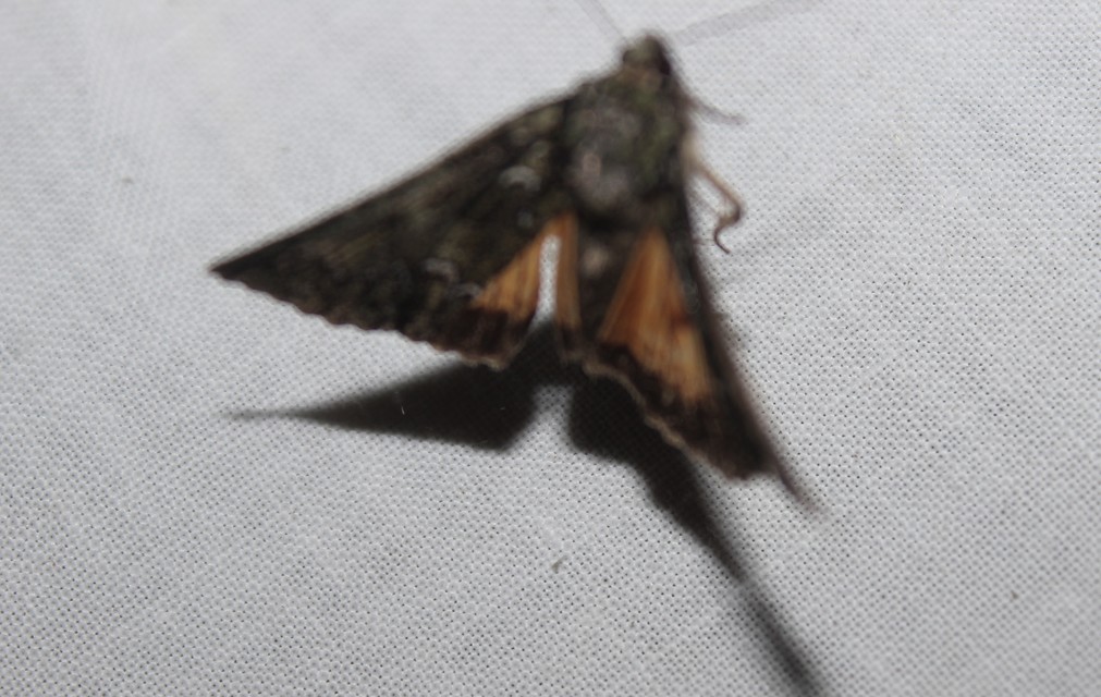 Polyphaenis sericata - selyemfényű erdeibagoly