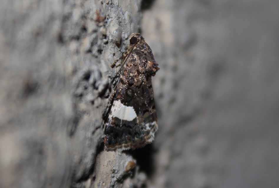 Tyta luctuosa - fekete nappalibagoly