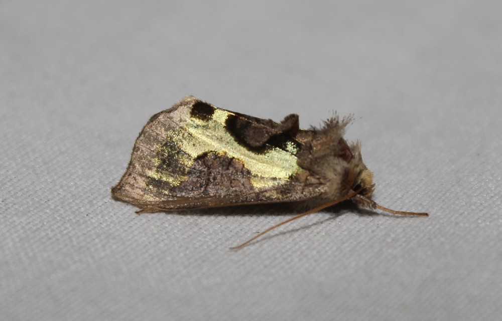 Diachrysia stenochrysis - rejtőző aranybagoly