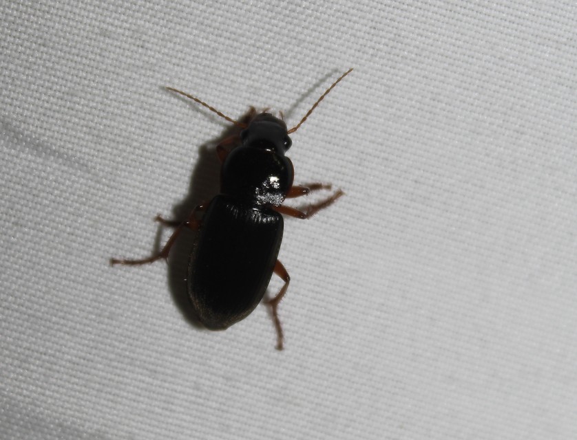 Harpalus rufipes - nagy selymesfutó