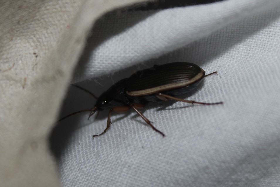 Chlaenius spoliatus - csupasz bűzfutó