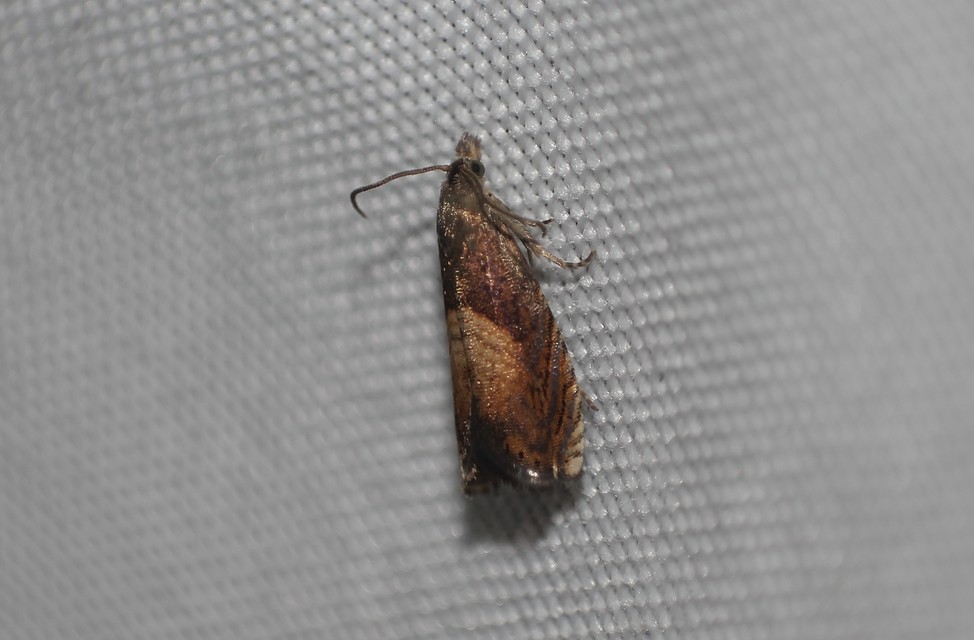 Dichrorampha heegerana - barna gyökérfúrómoly
