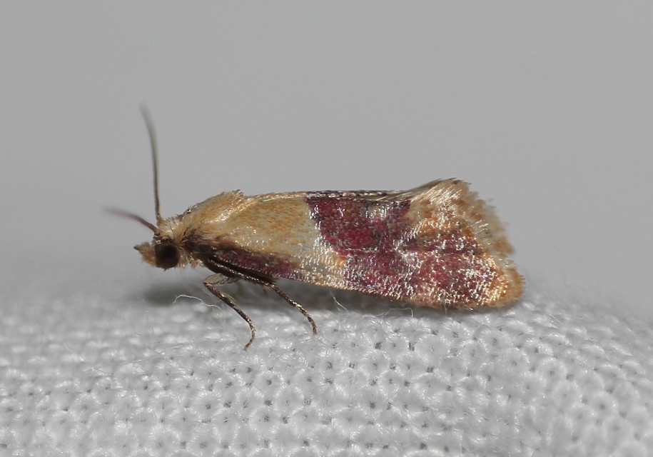 Diceratura ostrinana - bíborsávos fúrómoly