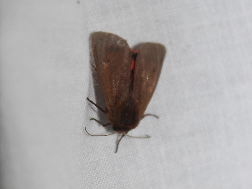 Phragmatobia fuliginosa - füstös medvelepke