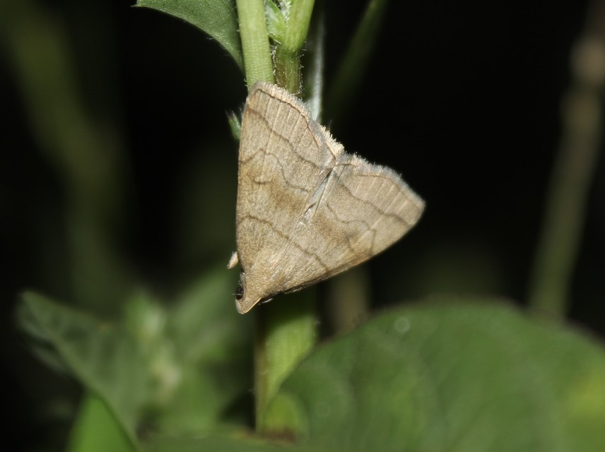 Herminia tarsicrinalis - szőröslábú karcsúbagoly