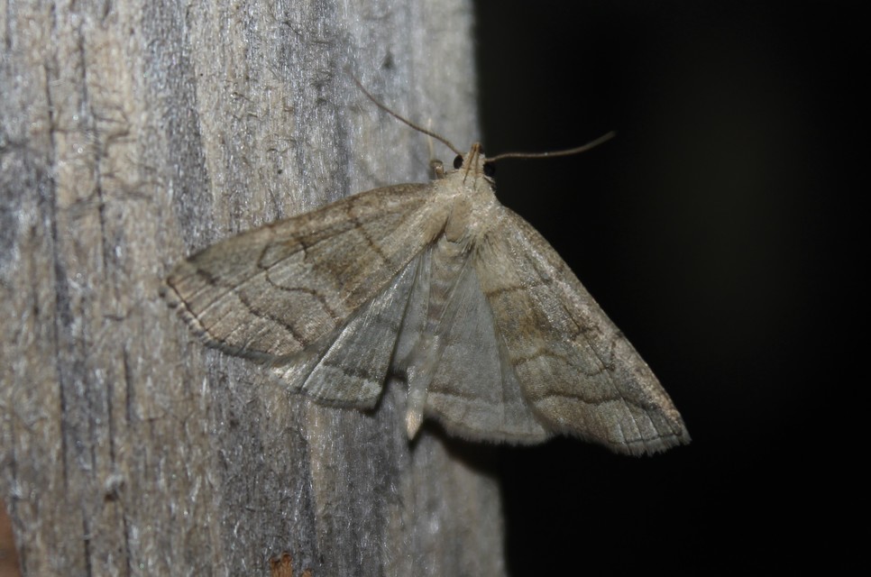 Herminia tarsicrinalis - szőröslábú karcsúbagoly