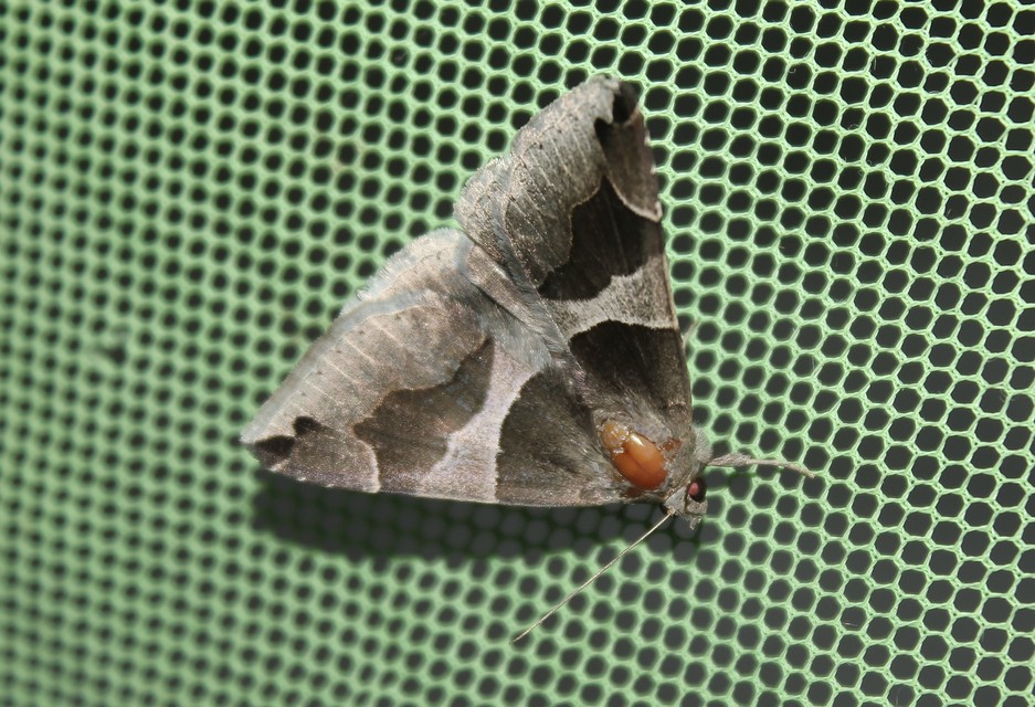 Dysgonia algira - déli porcelánbagoly