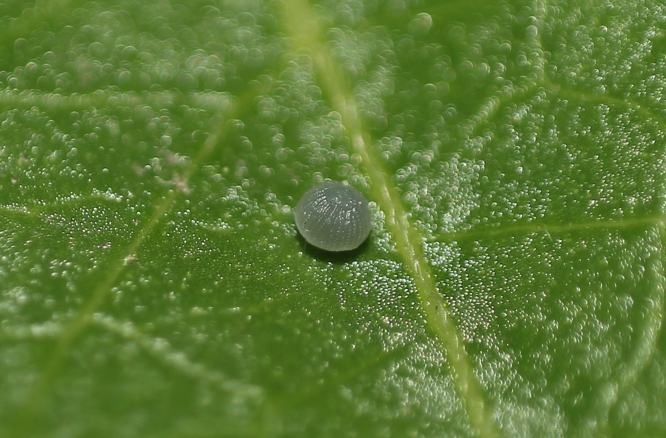 Dysgonia algira - déli porcelánbagoly