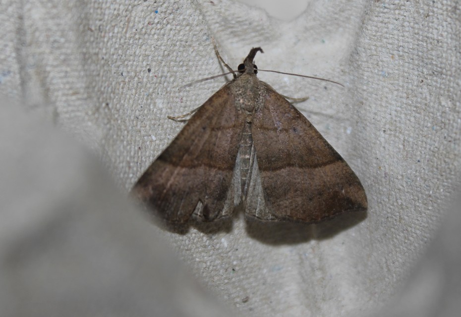 Hypena proboscidalis - ormányos karcsúbagoly