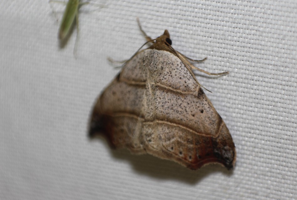 Laspeyria flexula - zuzmóbagoly