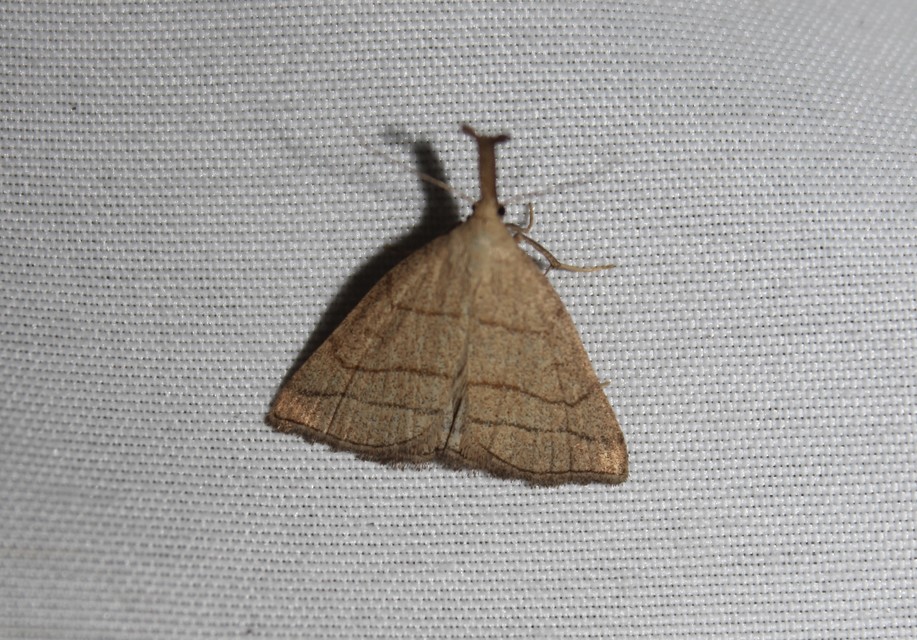 Polypogon tentacularia - sötétaljú karcsúbagoly