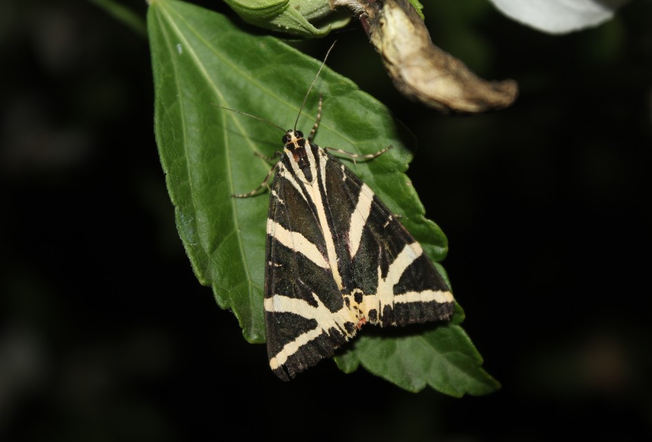 Euplagia quadripunctaria - csíkos medvelepke