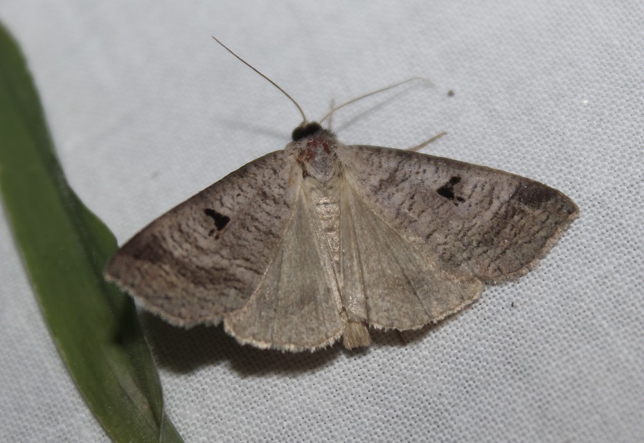 Lygephila pastinum - közönséges csüdfűbagoly