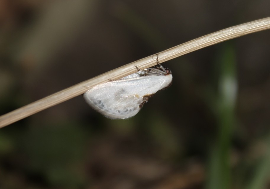 Cilix glaucata - törpe sarlósszövő