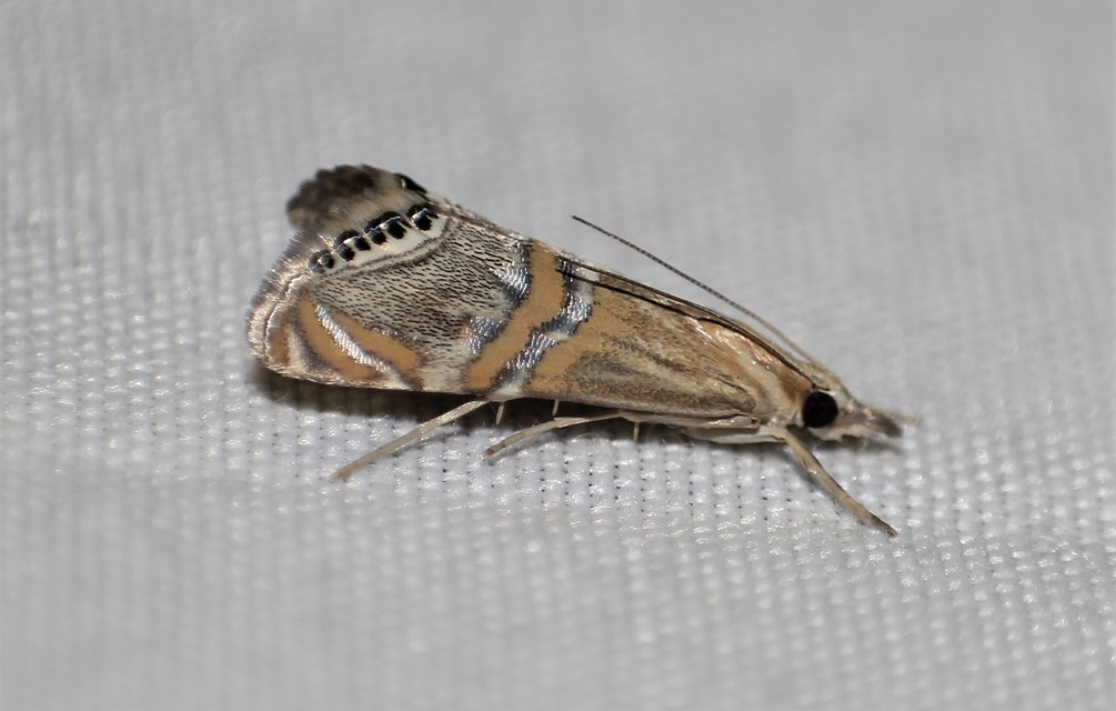 Euchromius bella - cifra mozaikmoly