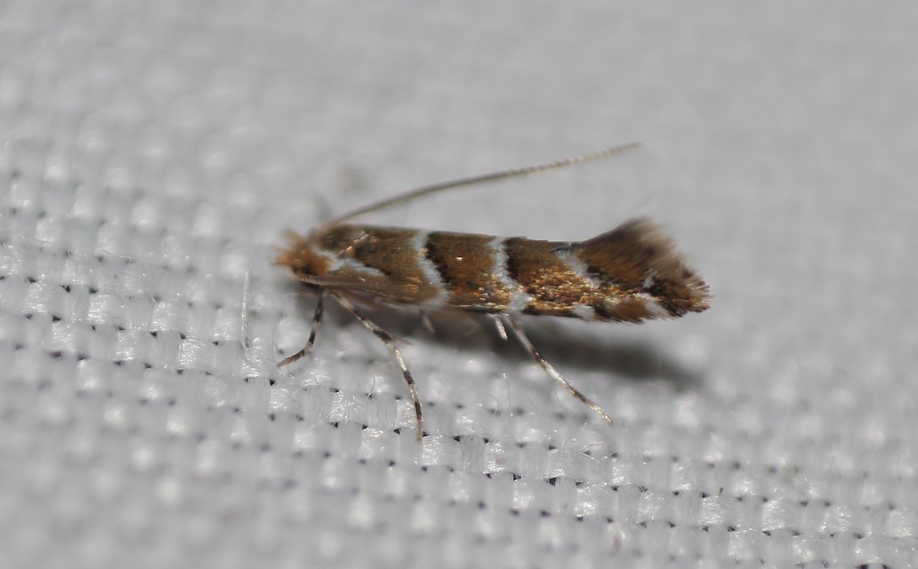 Cameraria ohridella - vadgesztenye-sátorosmoly