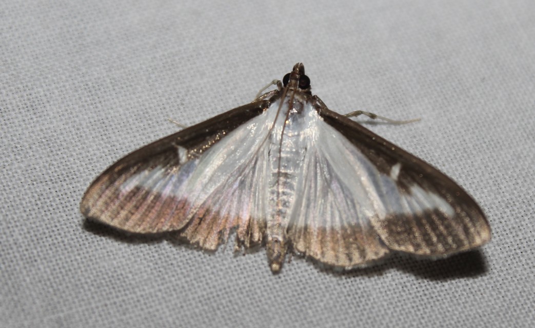 Cydalima perspectalis - puszpáng-tűzmoly