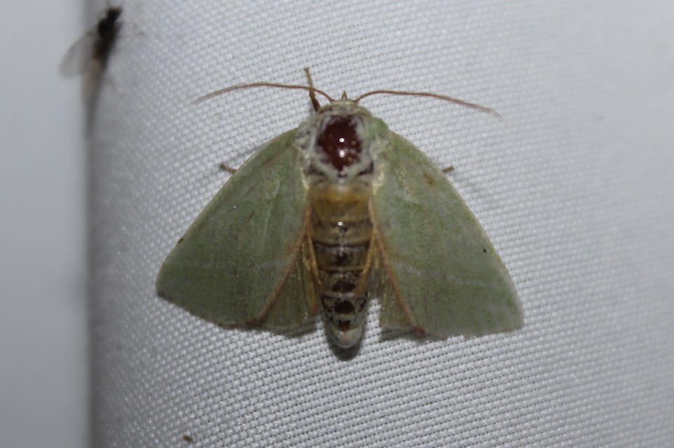 Pseudoips prasinana - bükkfa-zöldbagoly