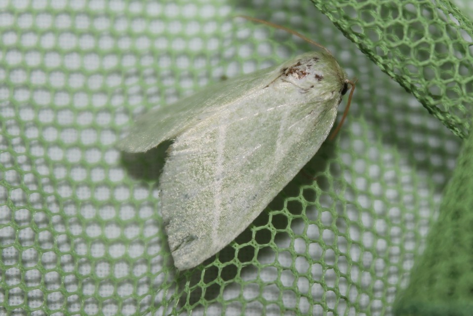 Pseudoips prasinana - bükkfa-zöldbagoly