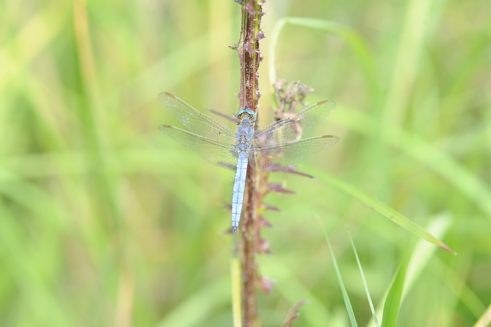 Orthetrum coerulescens - karcsú pásztorszitakötő