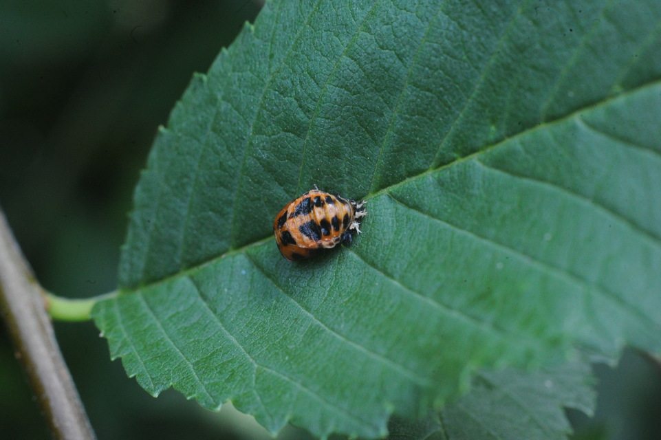 Harmonia axyridis - harlekinkatica