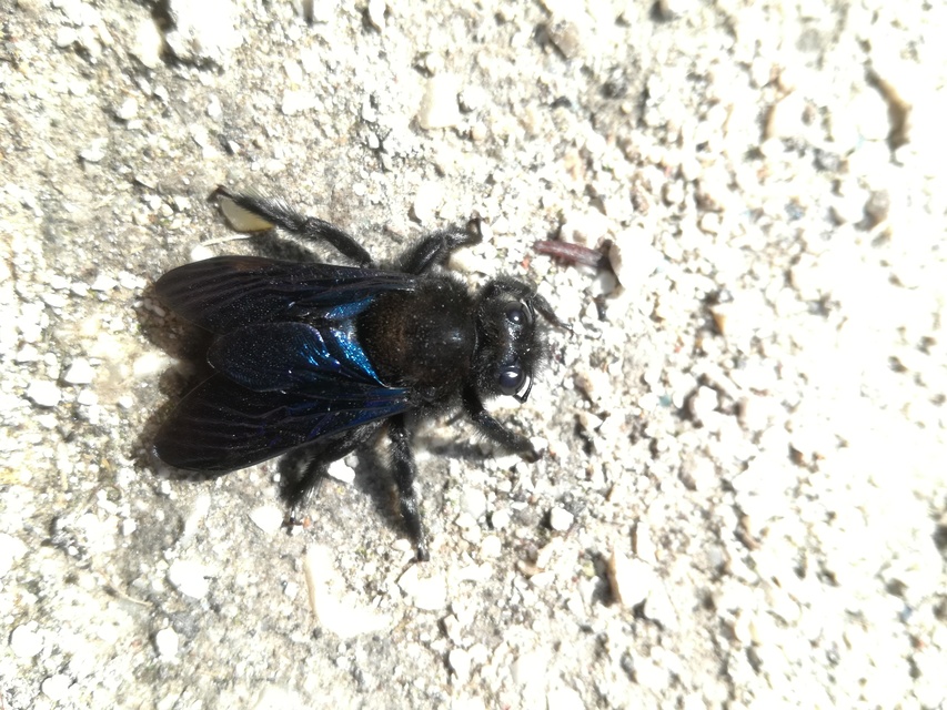 Xylocopa violacea - kék fadongó