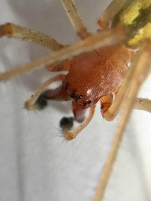 Cheiracanthium