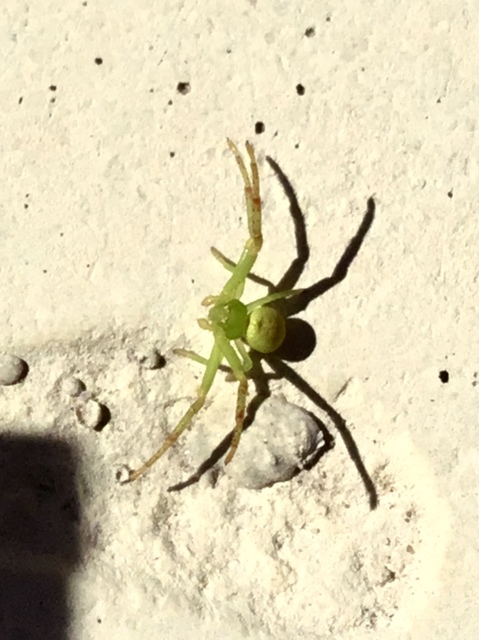 Ebrechtella tricuspidata - alakoskodó karolópók