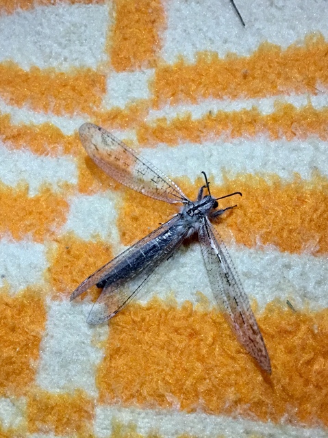 Acanthaclisis occitanica - pusztai hangyaleső