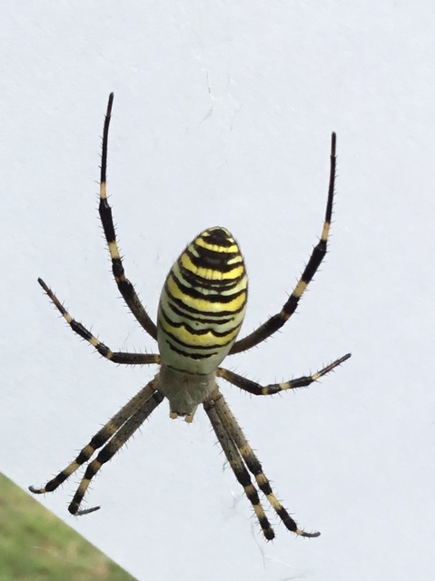 Argiope bruennichi - darázspók