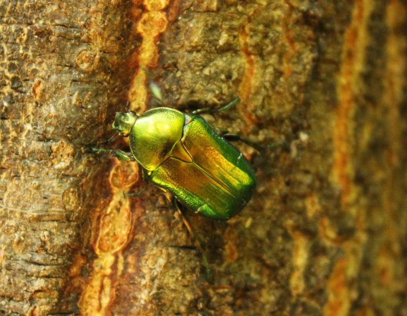 Cetonia aurata - aranyos virágbogár