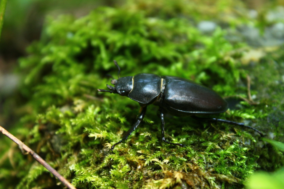 Lucanus cervus - nagy szarvasbogár