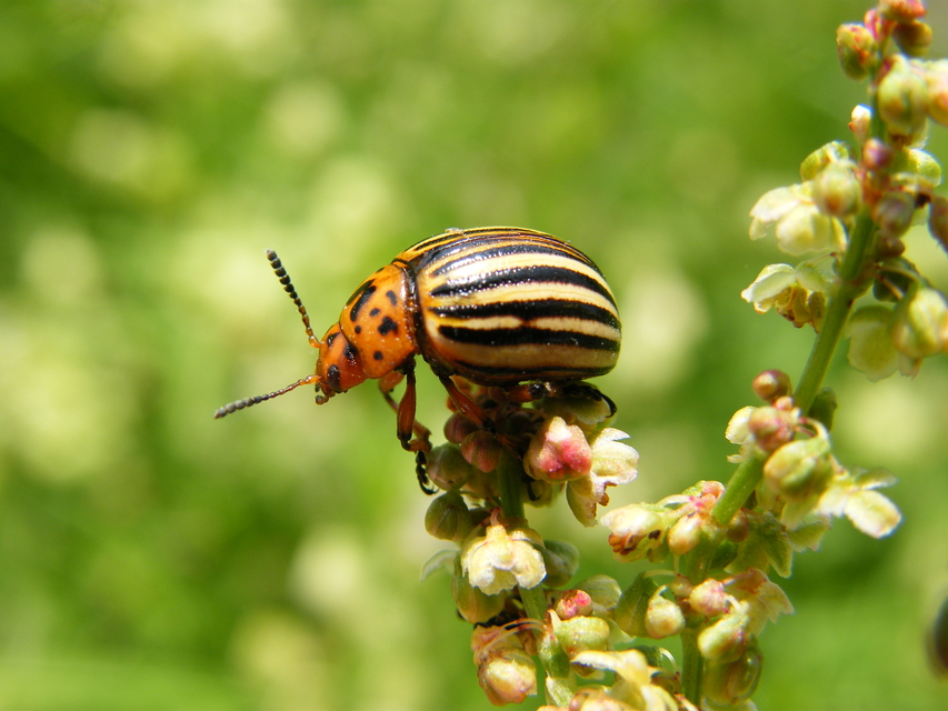 Leptinotarsa decemlineata - burgonyabogár