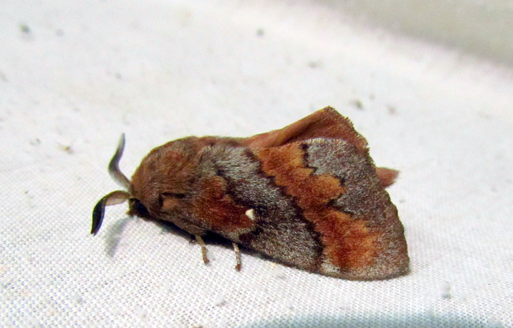 Dendrolimus pini - fenyőpohók