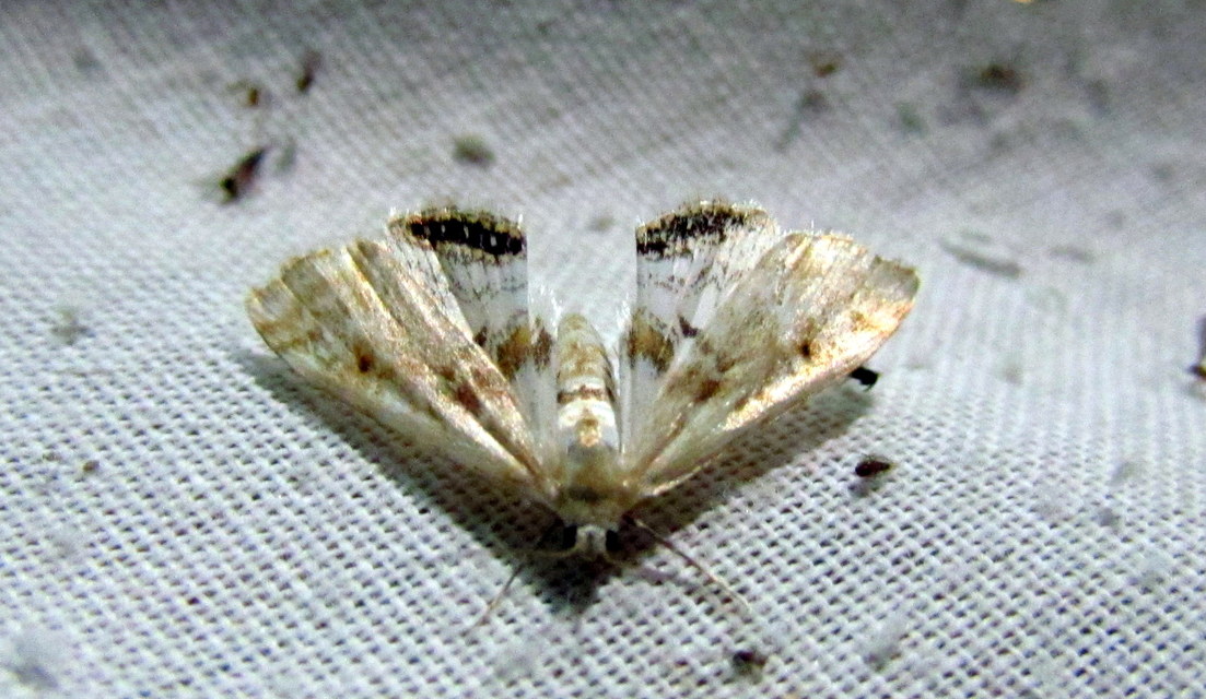 Cataclysta lemnata - békalencsemoly