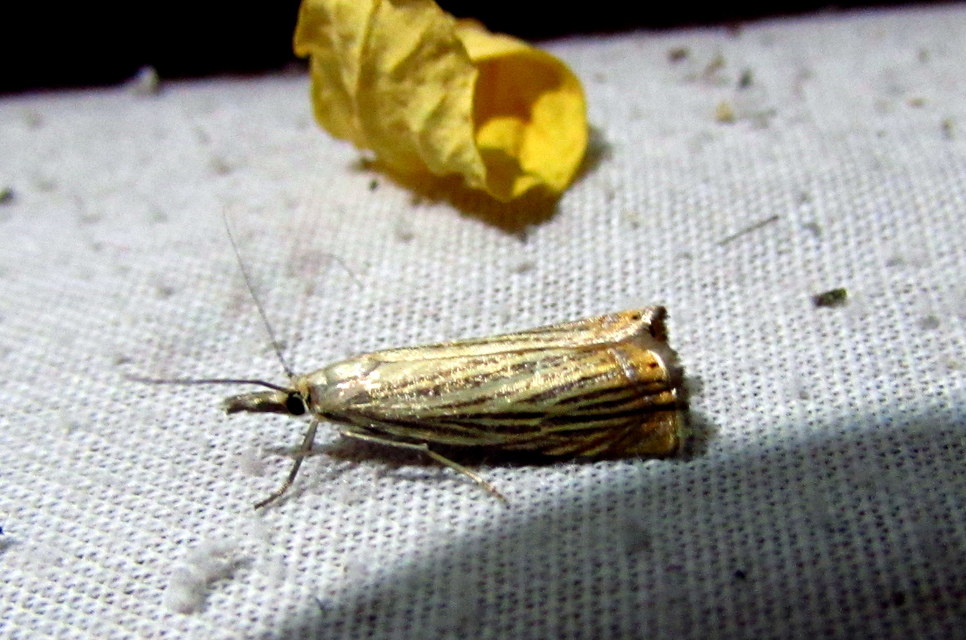 Chrysoteuchia culmella - kerti fűgyökérmoly