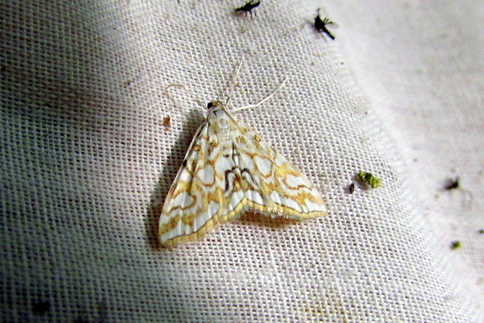 Elophila nymphaeata - tarka vízimoly